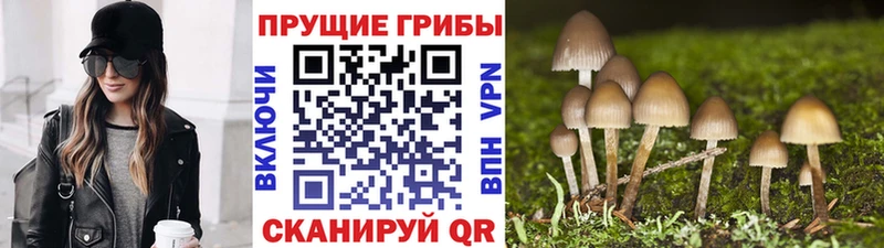 Псилоцибиновые грибы мицелий  Алексин 